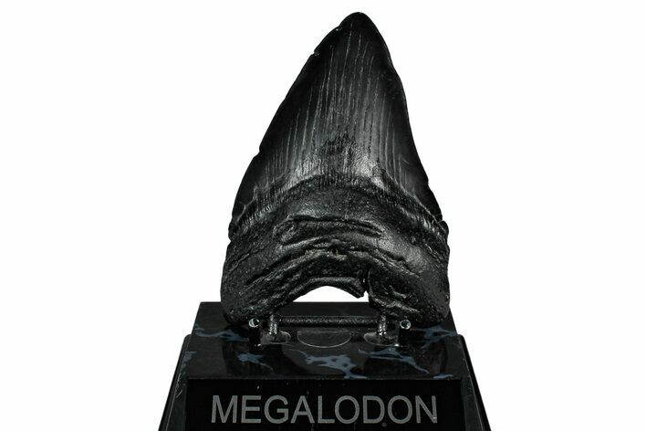 Fossil Megalodon Tooth - South Carolina #345797